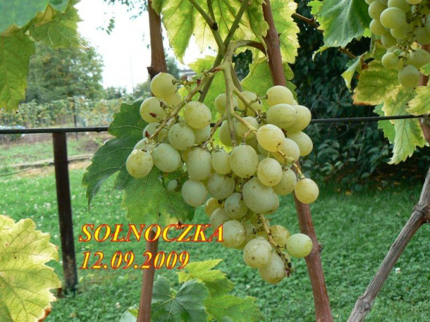 ODMIANY WINOROŚLI
