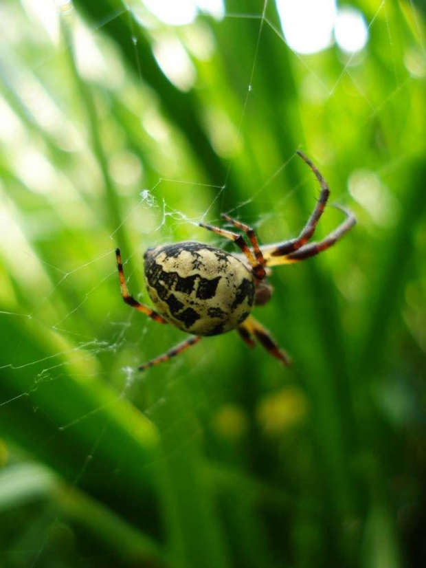 Larinoides cornutus #pająk