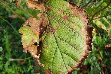 Idzie Jeśień #ogród #natura #rosliny #kwiatki #roslinność #roslinnosc #macro #piękno #działka #dojrzewanie #rozkwit #lato #wiosna #ciepło #owoce #drzewka #ogrod #zbiory #plony #OwoceNatury #wieś #wioska #ogródek #ogórek #ogór #woda