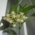 Hoya multiflora #HoyaHojaMultiflora