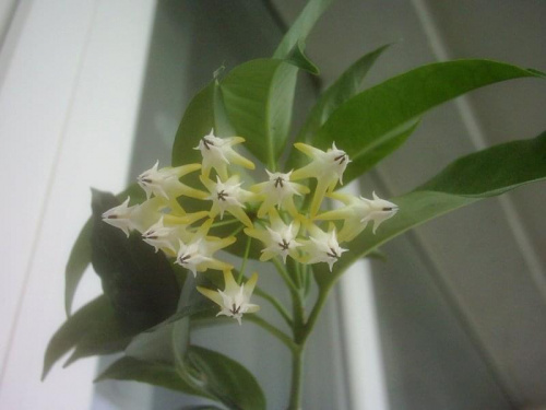 Hoya multiflora #HoyaHojaMultiflora