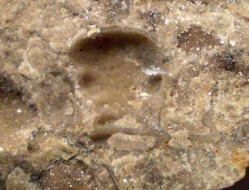 Odcisk glabelli trylobita . Długość okazu - 0,7 cm . Wiek - ? Data znalezienia : 2005 . Miejsce znalezienia : Piaski Wielkopolskie .