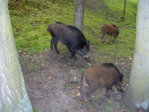 Heringsdorf-na promenadzie. #wakacje #urlop #podróże #zwiedzanie #Niemcy #Heringsdorf