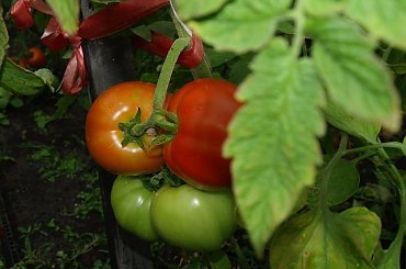 #all #piotrkow #PiotrkowTryb