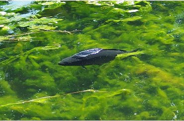 #DlaMyśliwychIWędkarzyIKucharzy #karp #kaczka