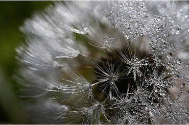 #dmuchawiec #makro #PorannaRosa #KropelkiWody