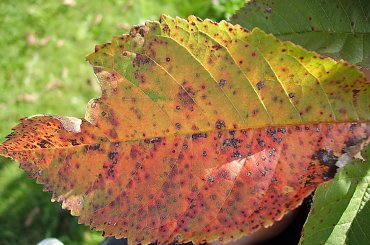 JEŚIEŃ #ogród #natura #rosliny #kwiatki #roslinność #roslinnosc #macro #piękno #działka #dojrzewanie #rozkwit #lato #wiosna #ciepło #owoce #drzewka #ogrod #zbiory #plony #OwoceNatury #wieś #wioska #ogródek #ogórek #ogór #woda