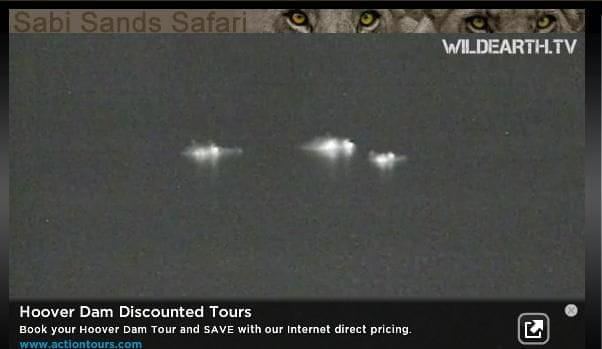Oczy jak latarki.... #Safari