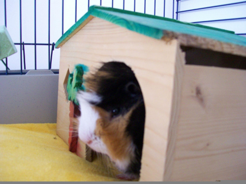 Bohaterer pozytywny : KRUSIK - MORSKI #krusikmorski #ŚwinkiMorskie #GuineaPig