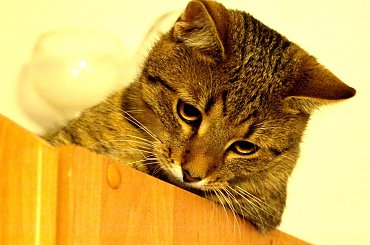 #koty #kot #kocur #Maciek