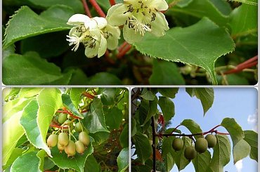 Moje kiwi-właśnie kończą sie zbiory i starczylo by la wszystkich! #kiwi #ogród #owoce #pnacza