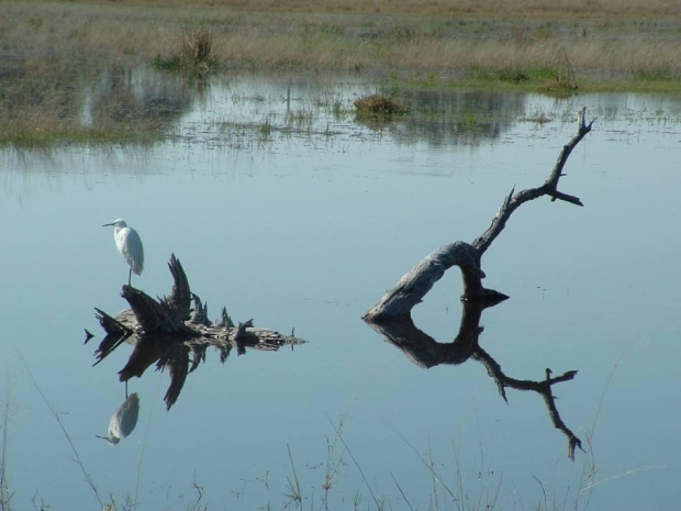 Widok na Deltę Okawango w Botswanie.
Zdjęcie ze strony
http://www.africangamesafari.com/wydmy/delta_okawango_botswana.jpg