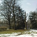 Pszczyna - drzewa w parku #Pszczyna #park