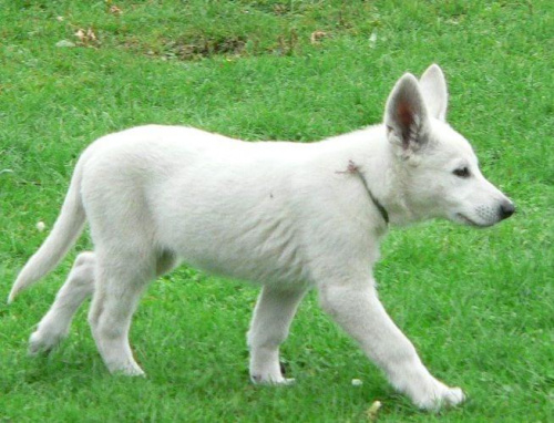 Margo Białe Wzgórza #BiałyOwczarekSzwajcarski #BOS #pies #psy #owczarki #szczenięta #hodowle