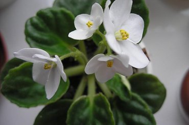 fiołek afrykański #FiołekAfrykański #FiołkiAfrykańskie #kwiatki #kwiaty #saintpaulia