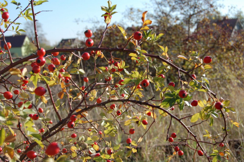 Pątnów Legnicki- 26.10.2008 #PątnówLegnicki #jesień