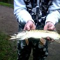 pike
