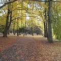 Piękna jesień w Szczecinie #Szczecin #Jesień #Przyroda #Drzewa #Buk