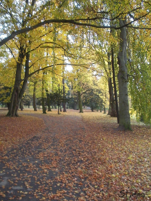 Piękna jesień w Szczecinie #Szczecin #Jesień #Przyroda #Drzewa #Buk