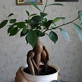 #FikusBonsai