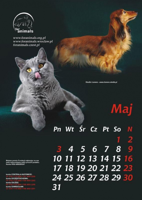 Projekt kalendarza fundacyjnego For Animals na rok 2010. #kalendarz
