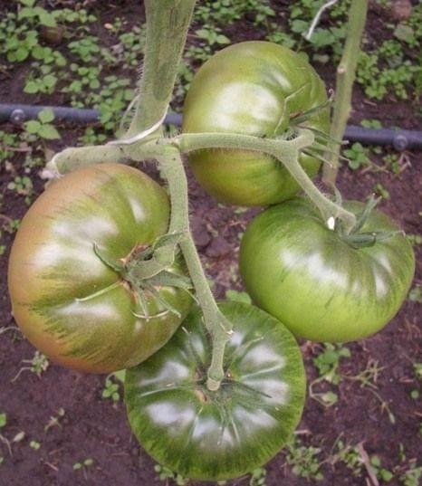 Black Krim