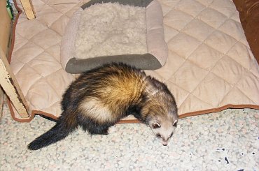 posłanka Dudi #legowisko #derka #posłanko #pies #fretka #Plastuś #Dudi