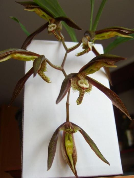 catasetum saccatum