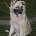 Leonberger mix Vega październik 2008r