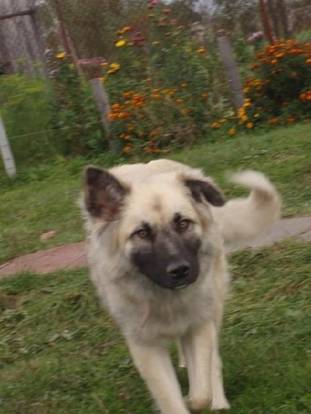 Leonberger mix Vega październik 2008r