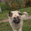 Leonberger mix Vega październik 2008r