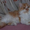 Via Appia*PL Hodowla kotów Brytyjskich i Selkirk Rex