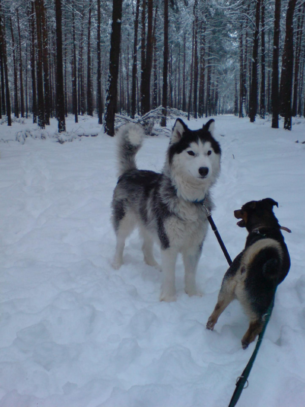 Gocha i spółka - do wyadoptowania w duecie #husky #adopcje