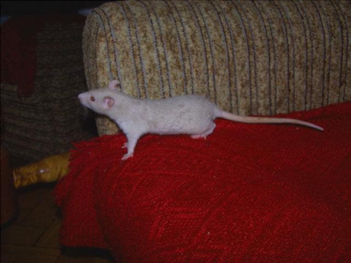 Asha
