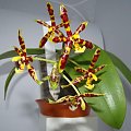 phal. mannii