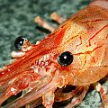 krewetka, shrimp #shrimp #prawn #krewetka #fauna #flora #ocean #morskie