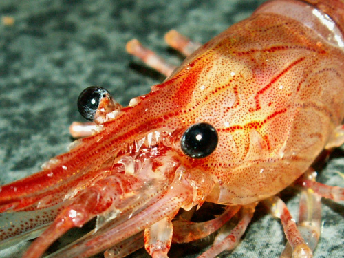 krewetka, shrimp #shrimp #prawn #krewetka #fauna #flora #ocean #morskie