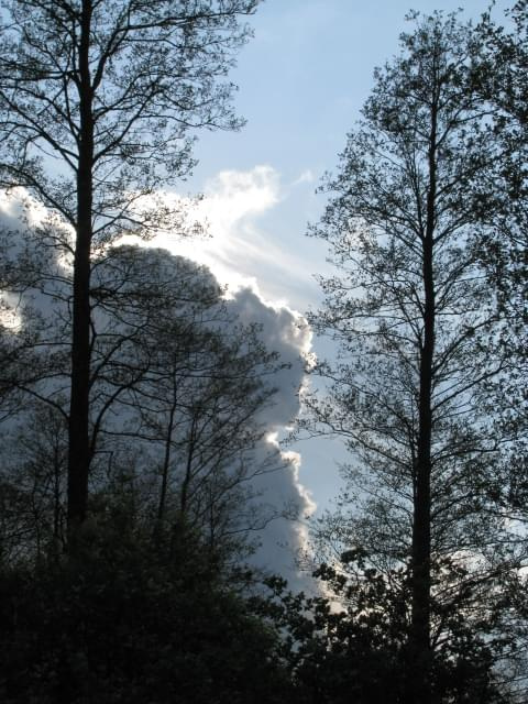 Majowe niebo #drzewa #niebo #chmury #widok