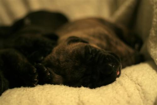 cane corso - cohors