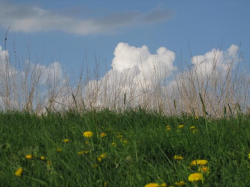 Łąka w maju #widok #łąka #trawa #niebo