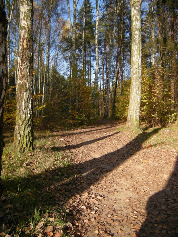 Jesień...ze spacerku :)