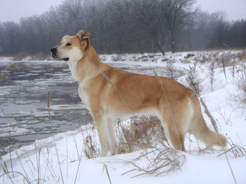 śnieżny pies ;D;D #pies #zima
