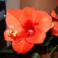 #hippeastrum