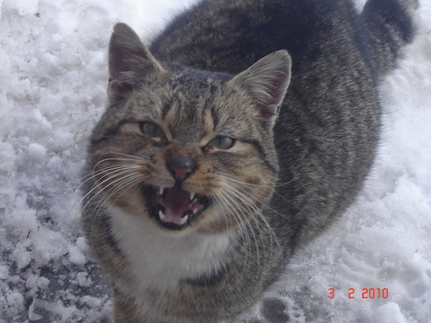 Mój kociak - Stachu. #kot #kocur