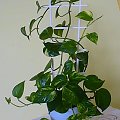 Epipremnum pinnatum / Epipremnum oskrzydlone