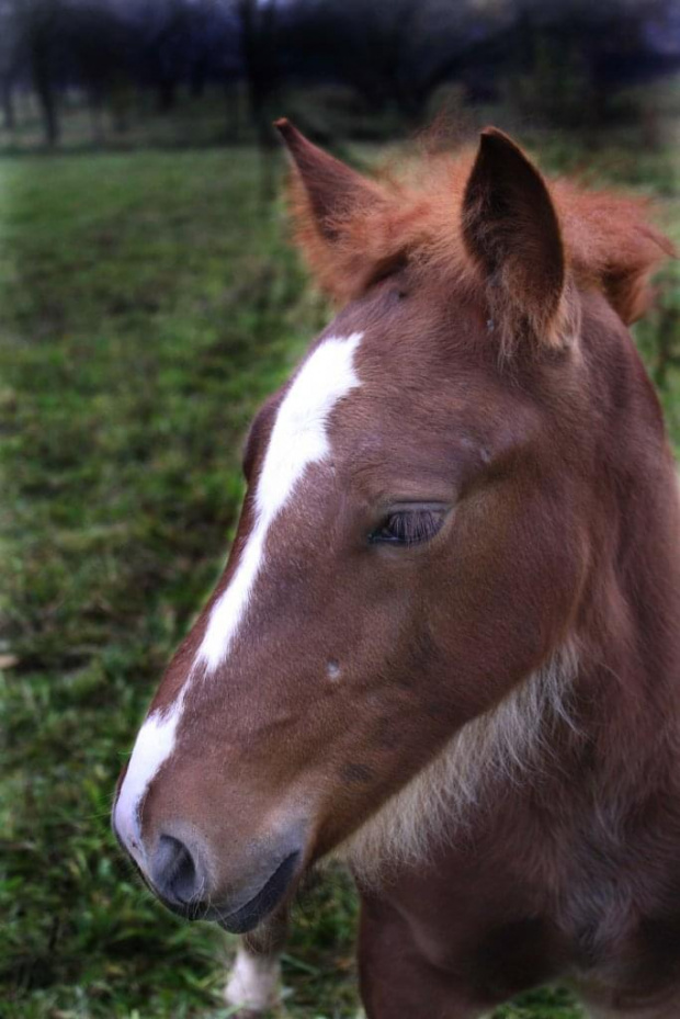 Konik