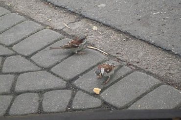 #ptaszki #wróble #wróbelki #GłodnePtaszki #GłodneWróble