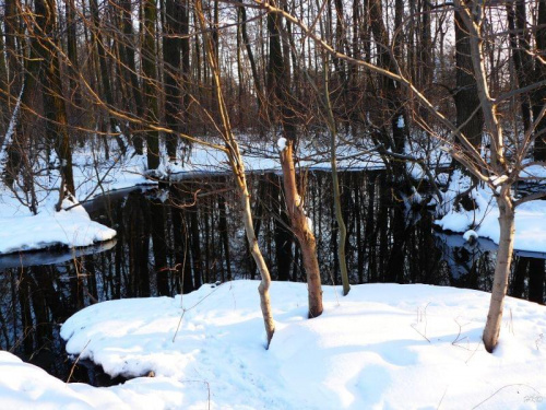 Luty - może tego nie widać ale to jest fragment nadmorskiego jeziora #zima #luty #GdańskStogi #śnieg #las