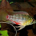 Samiec - Apistogramma Hongsloi