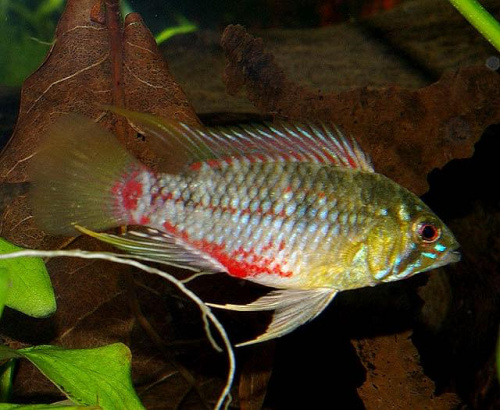 Samiec - Apistogramma Hongsloi